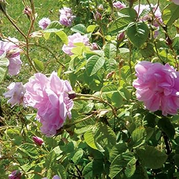 ニールズヤードレメディーズ ローズシャンプー 1000mL コンディショナー Amazon.co.jp: NEAL'S YARD REMEDIES(ニールズヤードレメディー